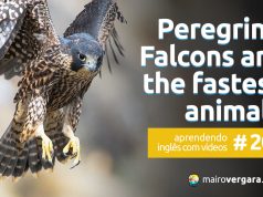 Aprendendo Inglês Com Vídeos #203: Why Peregrine Falcons Are The Fastest Animals On Earth