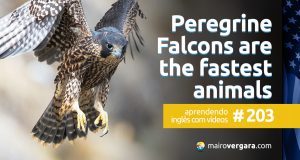 Aprendendo Inglês Com Vídeos #203: Why Peregrine Falcons Are The Fastest Animals On Earth