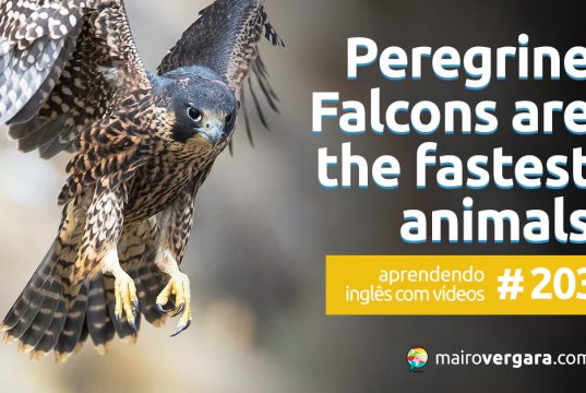 Aprendendo Inglês Com Vídeos #203: Why Peregrine Falcons Are The Fastest Animals On Earth