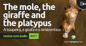 Textos Com Áudio #017 | The mole, the giraffe and the platypus