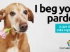 I Beg Your Pardon | O que significa esta expressão?