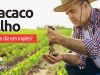 Como se diz “Macaco Velho” em inglês? Descubra neste post através de vários exemplos com áudio em inglês.