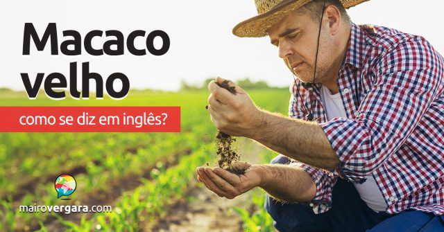 Como se diz “Macaco Velho” em inglês? Descubra neste post através de vários exemplos com áudio em inglês.
