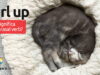 Curl Up | O que significa este phrasal verb? Curl Up | O que significa este phrasal verb? Aprenda neste post através de vários exemplos com áudio em inglês.