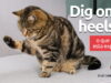 Dig One’s Heels In | O que significa esta expressão? Dig One's Heels In | O que significa esta expressão? Aprenda neste post através de vários exemplos com áudio em inglês.