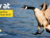 Fly At | O que significa este phrasal verb? Fly At | O que significa este phrasal verb? Aprenda neste post através de vários exemplos com áudio em inglês.